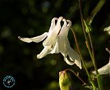 Flowers 8T98D-07
